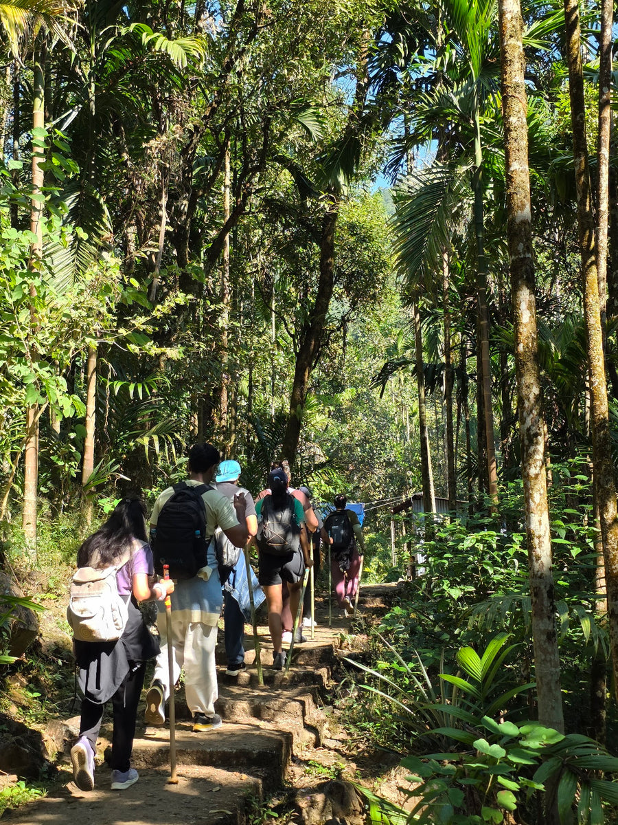A group walking in single file down a forest trail