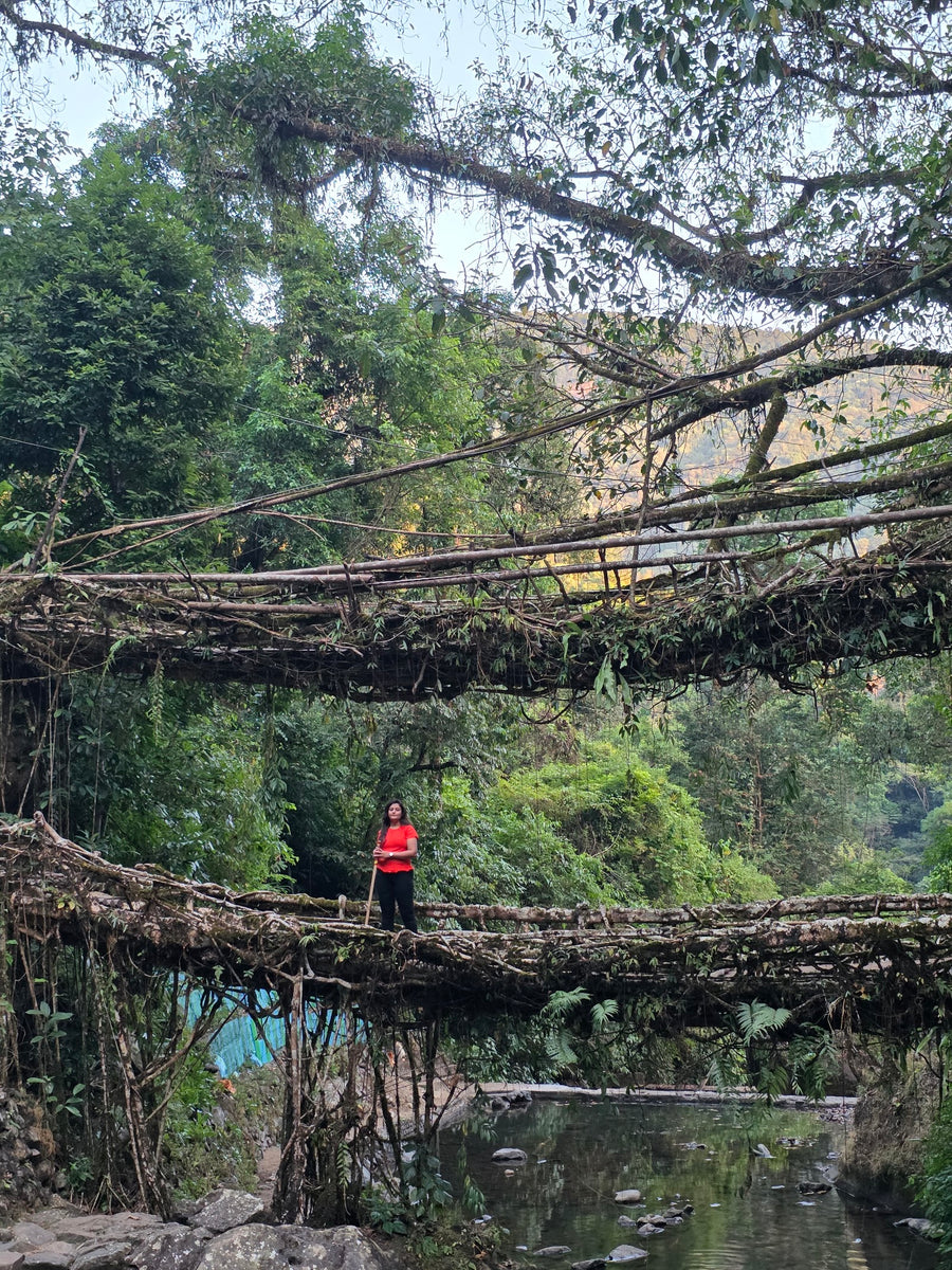 The double-decker living root bridge with a traveller standing on the lower span