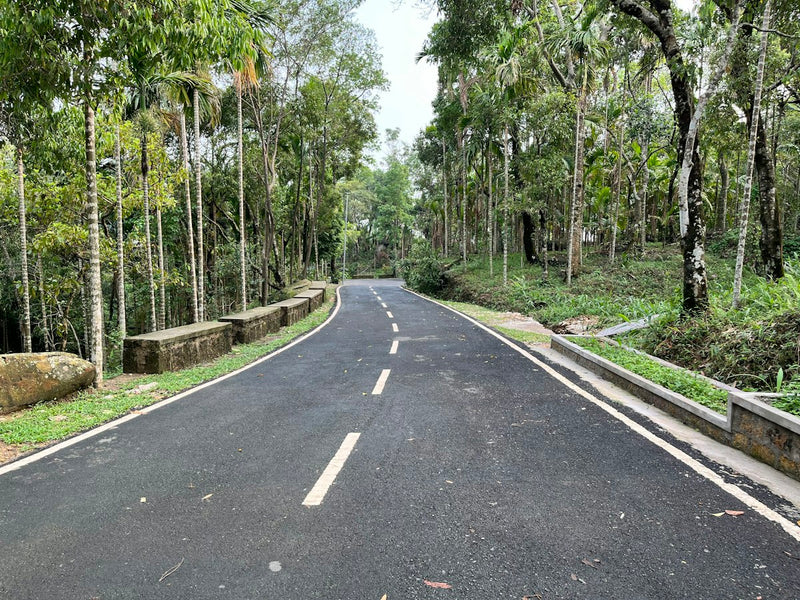 An empty road curving through tall betel-nut palms and forest near Mawlynnong