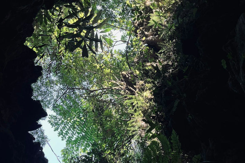 Looking up out of a limestone cave mouth at forest canopy near Mawsmai